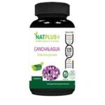 Canchalagua 450mg - 120 capsulas / Natplus